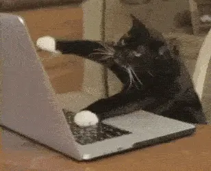 cat typing fast