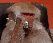 monkey on phone